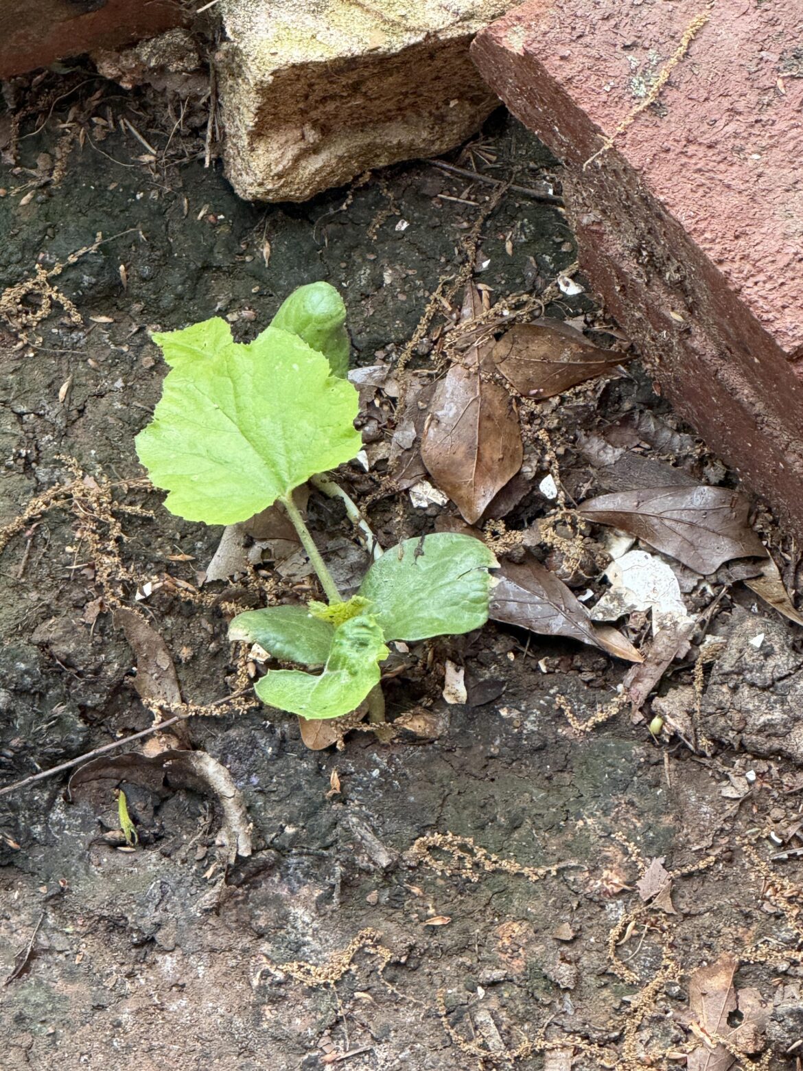 WHAT IS THIS!!!