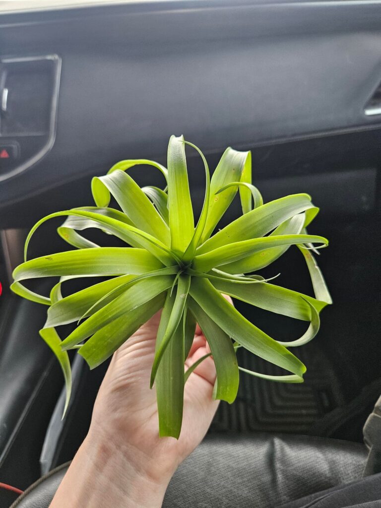 What is this guy?