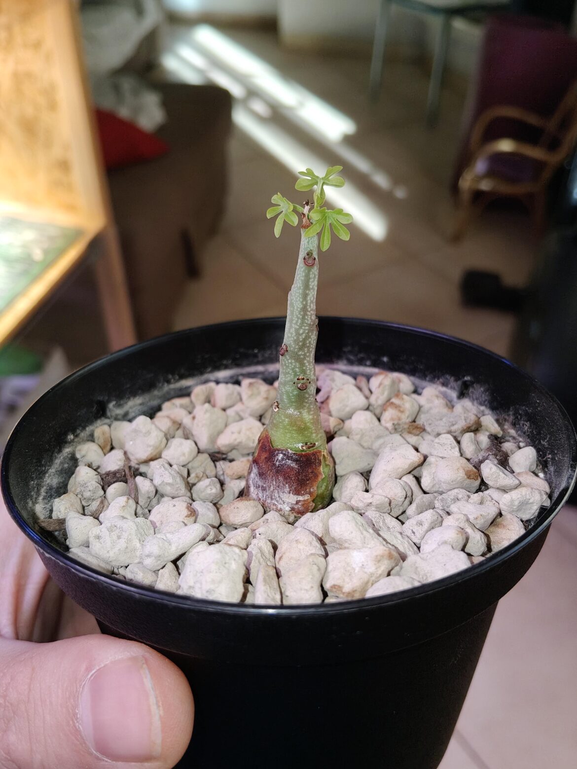 these tiny new leaves are adorable