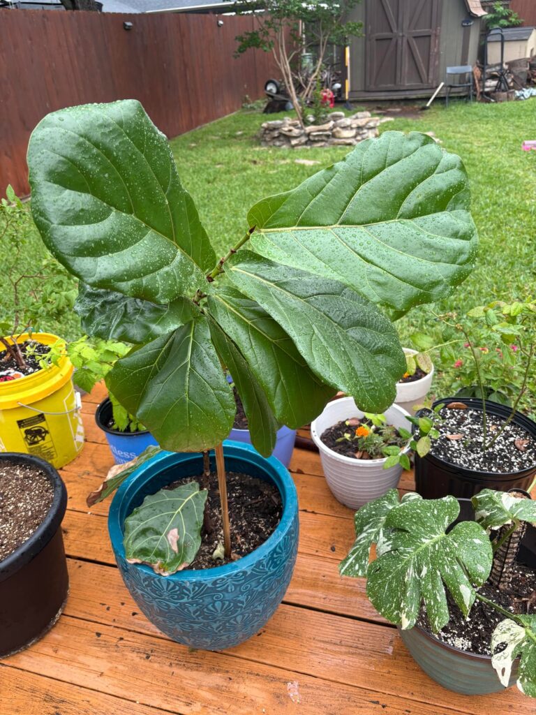 Can anyone give me any tips/ knowledge on these plants Can anyone give me any tips/ knowledge on these plants