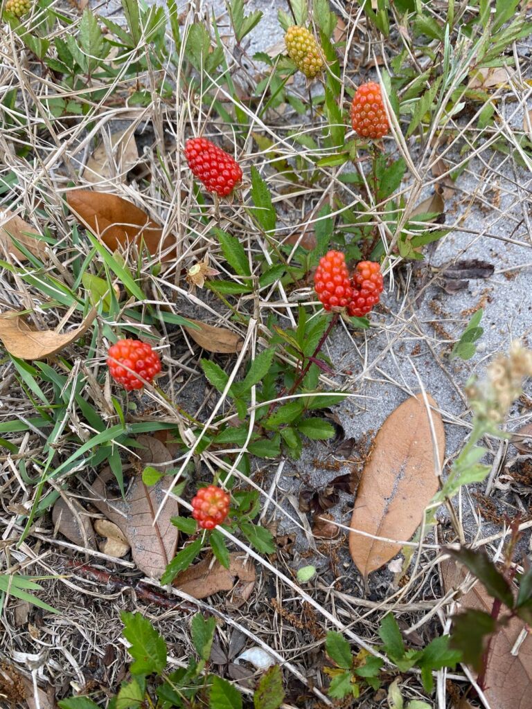 Berry identification