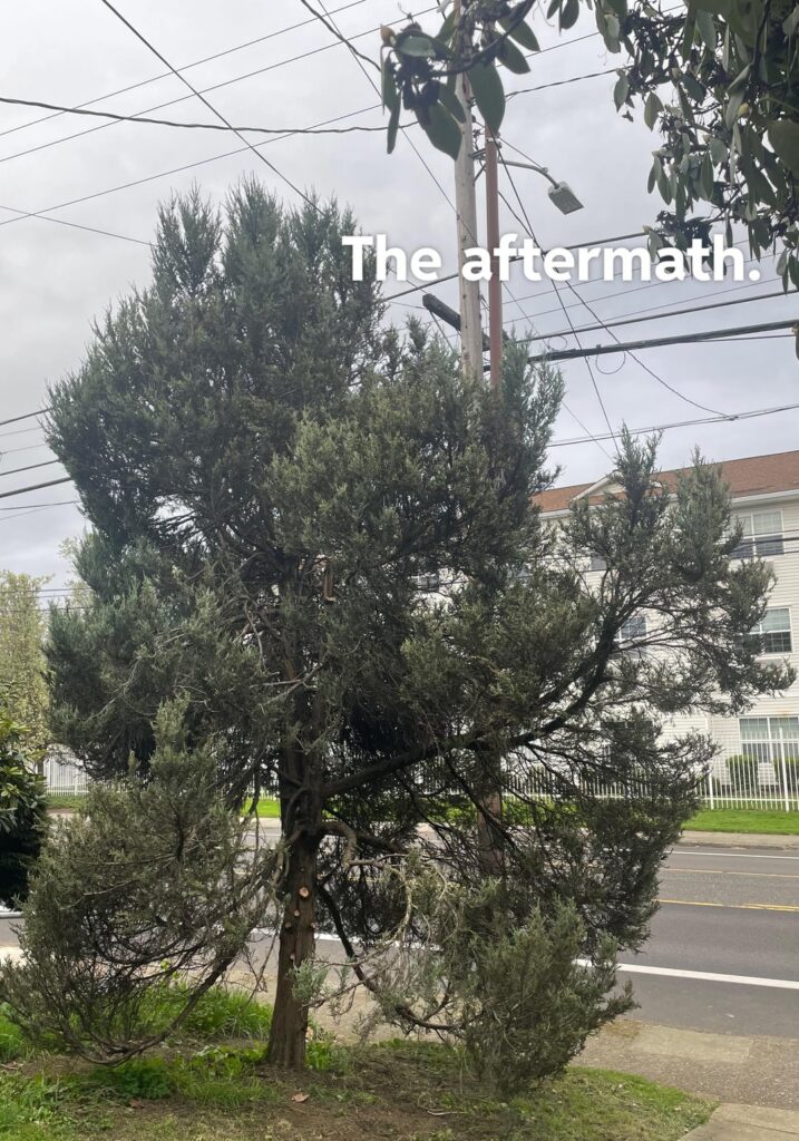 Feeling sad about the state of this juniper Feeling sad about the state of this juniper