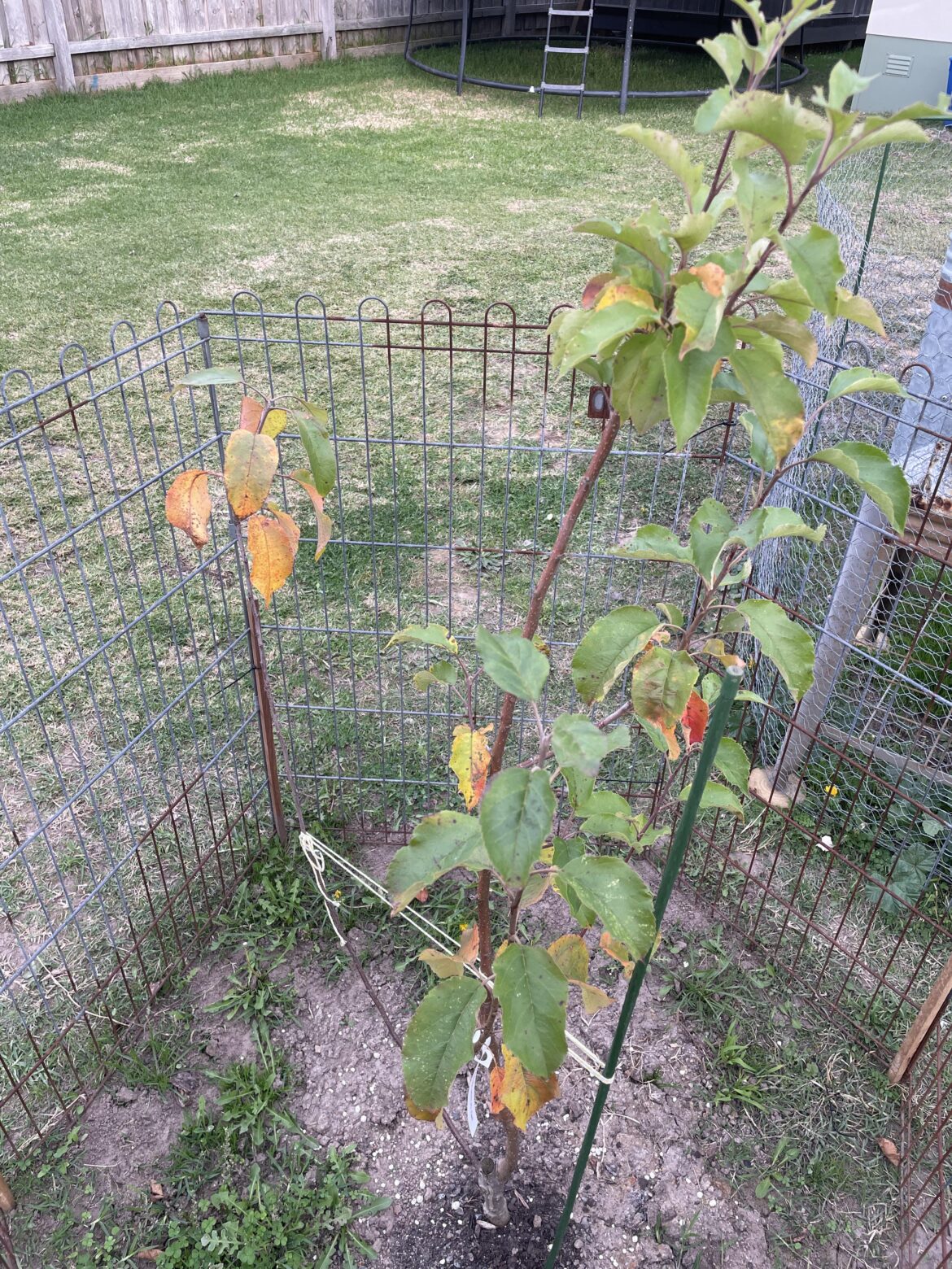 Grafted apple tree Grafted apple tree