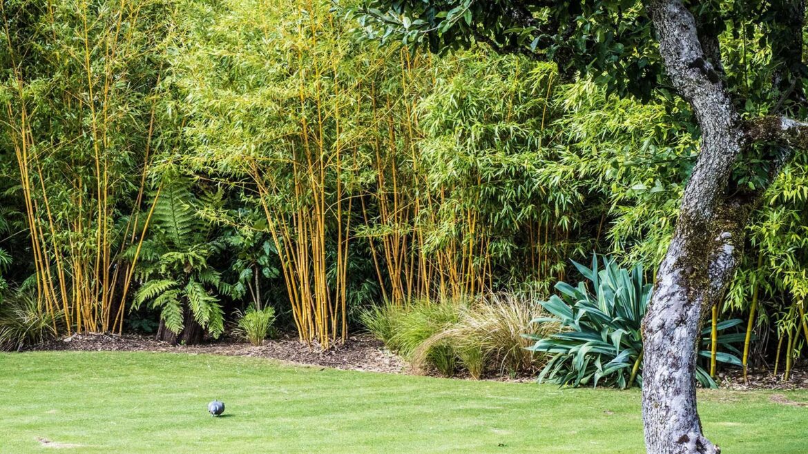 The One Plant you Need to Create Privacy Screening this Spring bamboo lining lawn