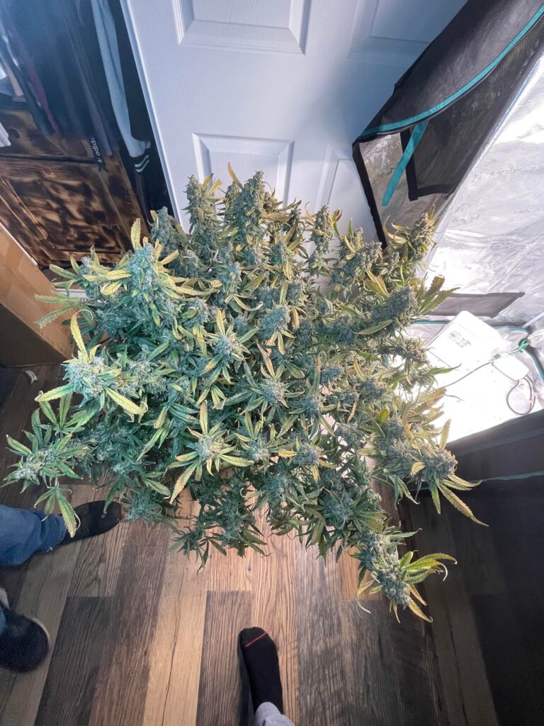 Strawberry gorilla 🪓 day 89