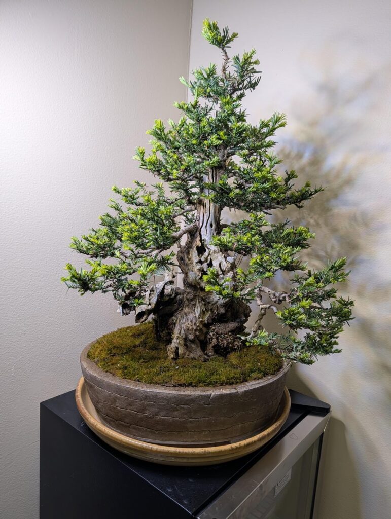 Coast redwood in the office this week Coast redwood in the office this week