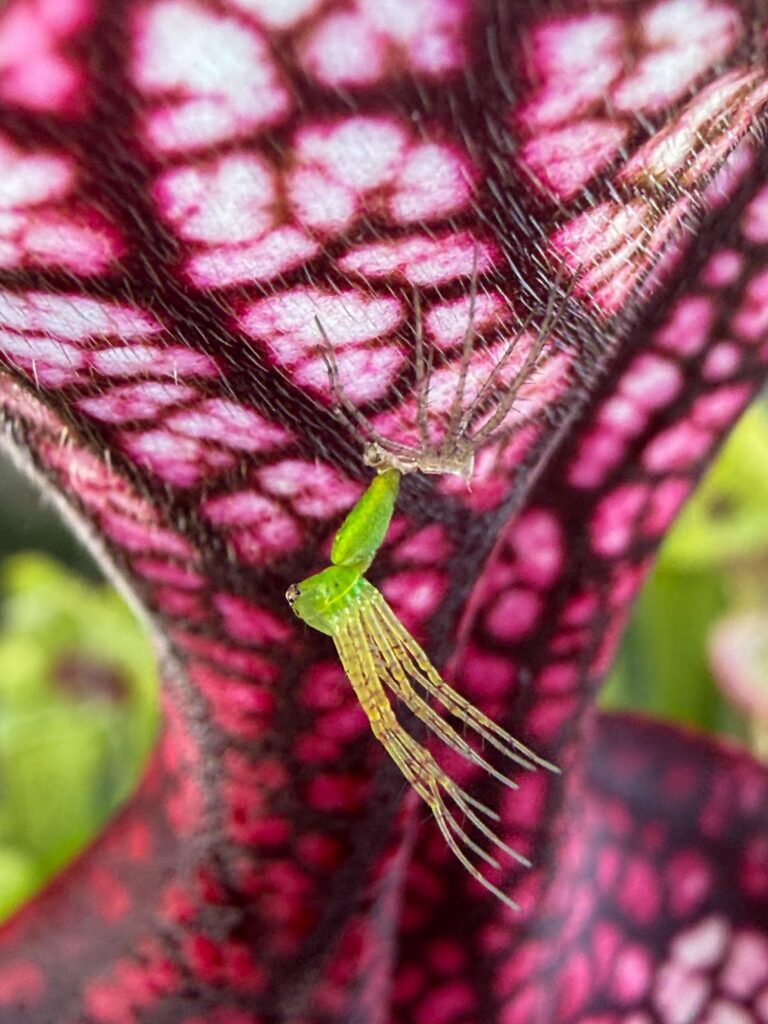 Green lynx spider molting underneath Sarracenia lid. Swipe to see the process of it molting. *photos-2,3: I’m super stoked to spot the first green lynx baby that survived the winter. *Photos 4-6: An hour later I notice it molting *Photos 7,8: Fully molted and twice as big.