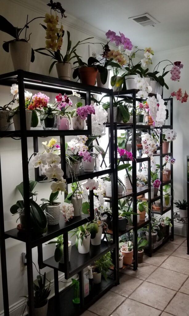 My indoor orchids setup