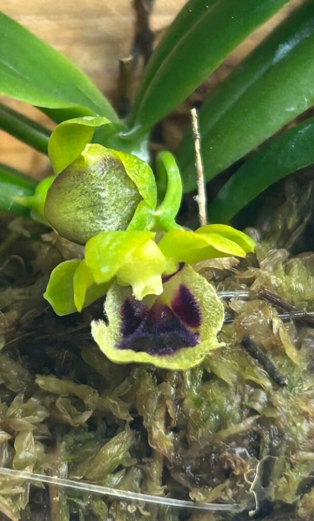 My mini orchid bloom 🥹🤍