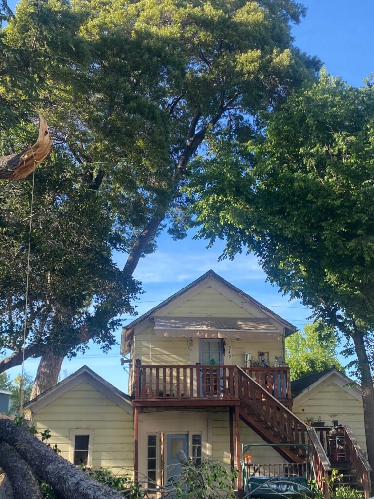 Is this something that should go ASAP (pine tree photos included) Is this something that should go ASAP (pine tree photos included)