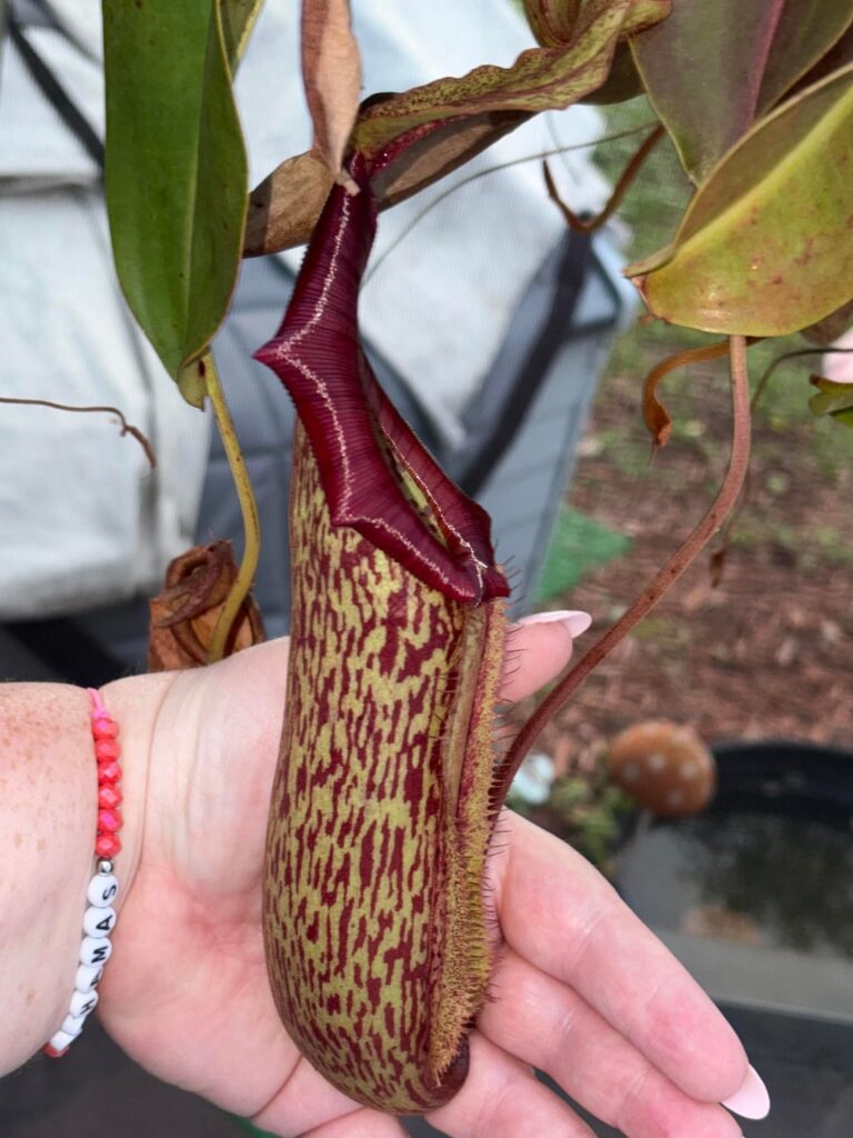 It’s crazy how much the pitcher size varies on the same plant! In summer they get really big!