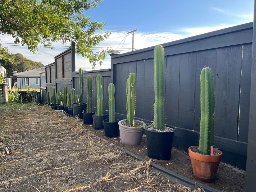 Putting in ground soon. Spacing ok?