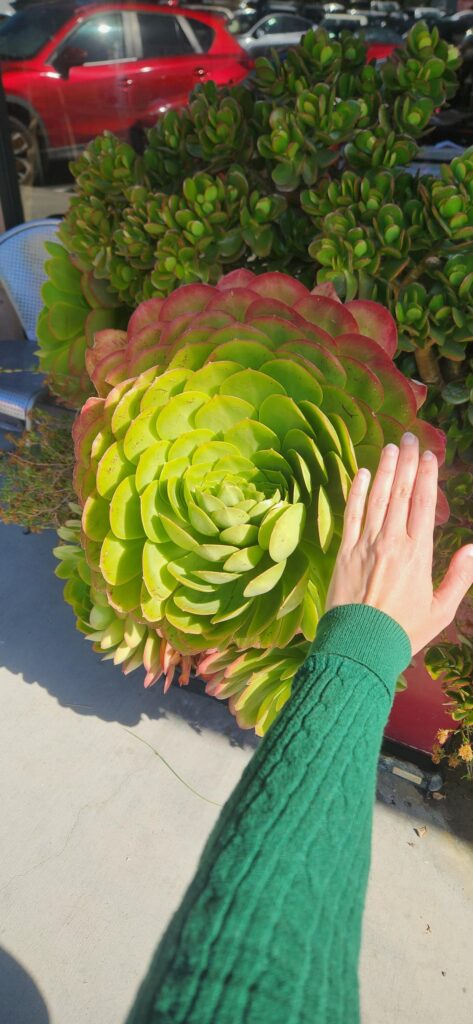 Could not believe the size of this