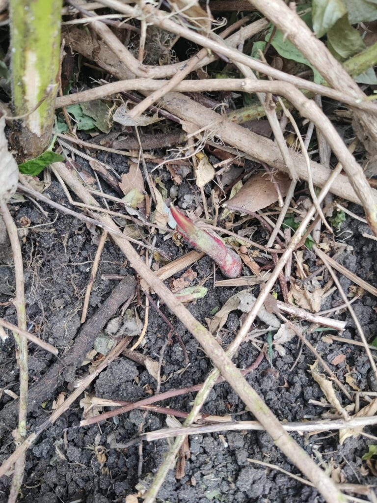 Bamboo or bramble?