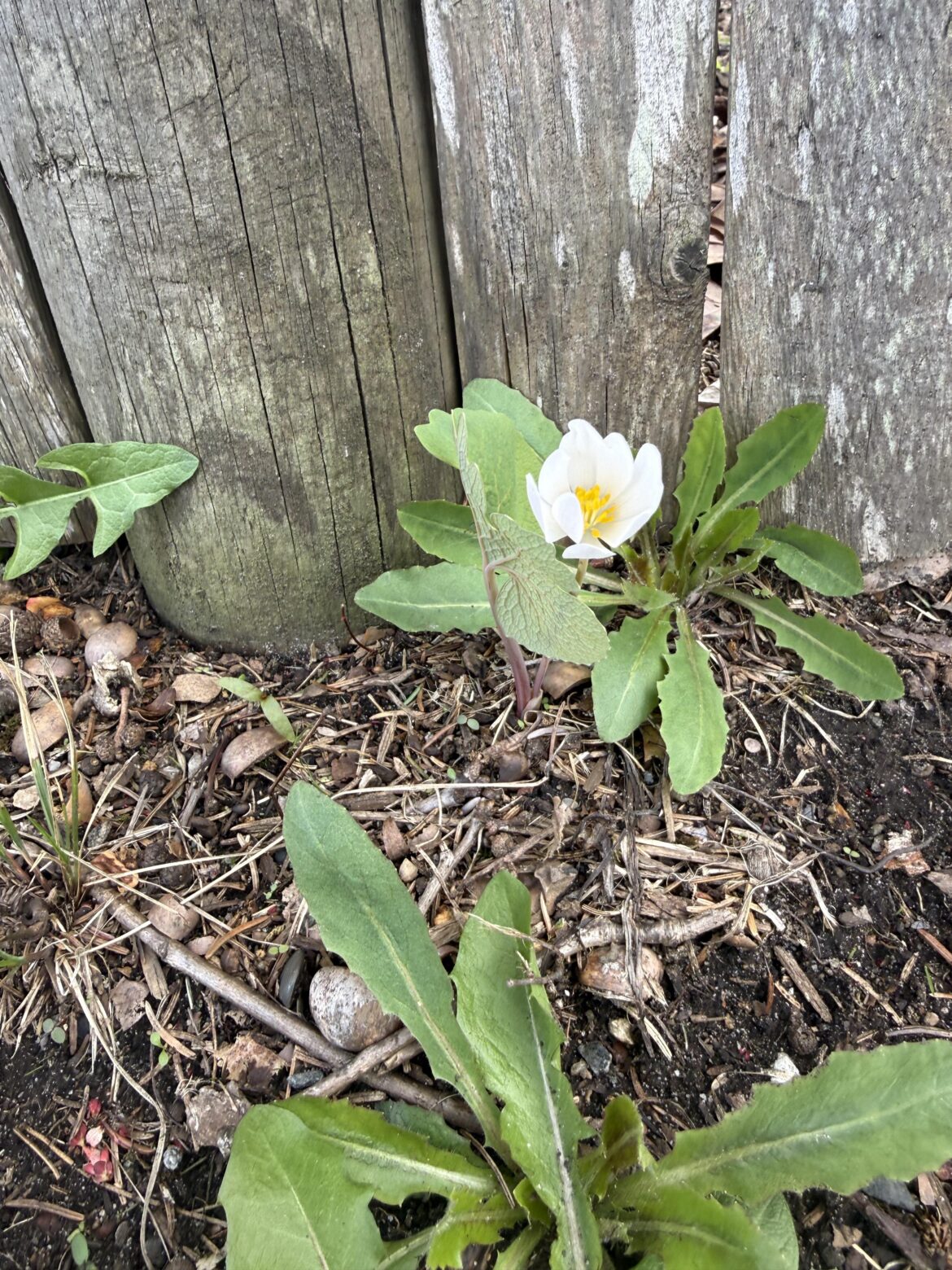 Found a bloodroot growing on the edge of the grocery store parking lot! 6B southern New England. Love when they surprise us.