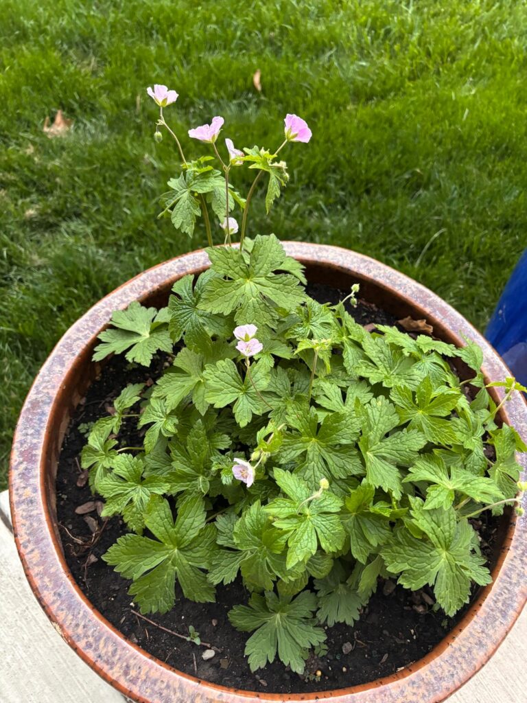 Can This Be Columbine?
