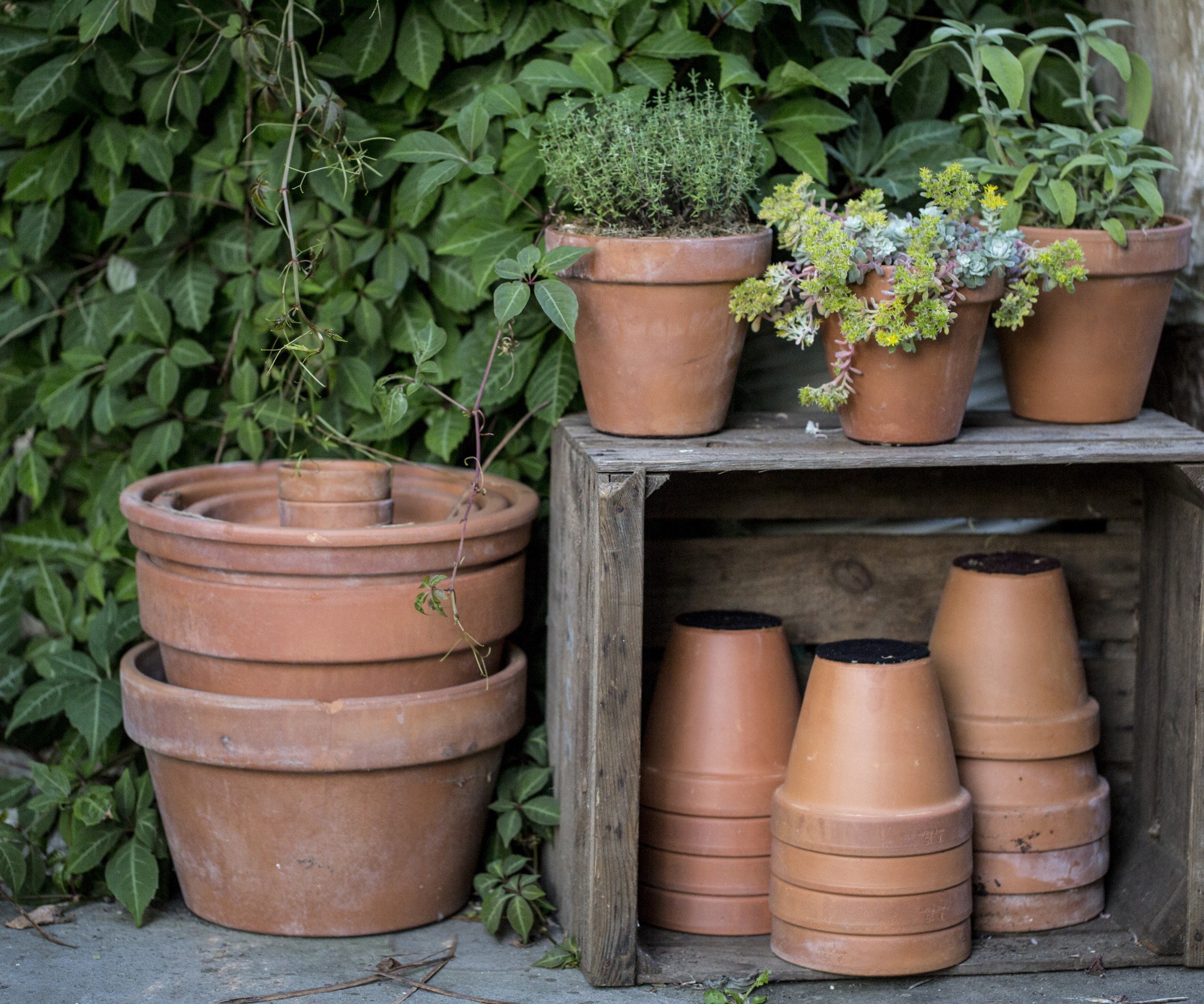 Terracotta pots