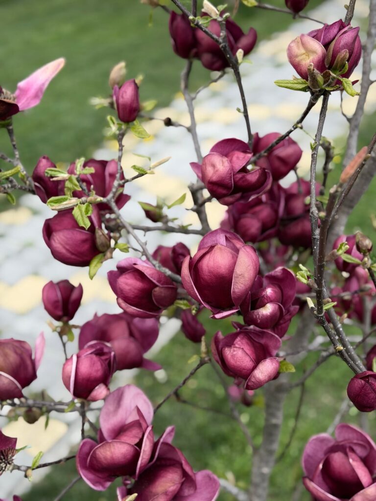 Caught my magnolia at peak bloom—those dark, velvety petals look like something out of a painting. Nature really showing off here.
Already in its final days of flowering, and I’m not ready to let it go yet. See you next year
