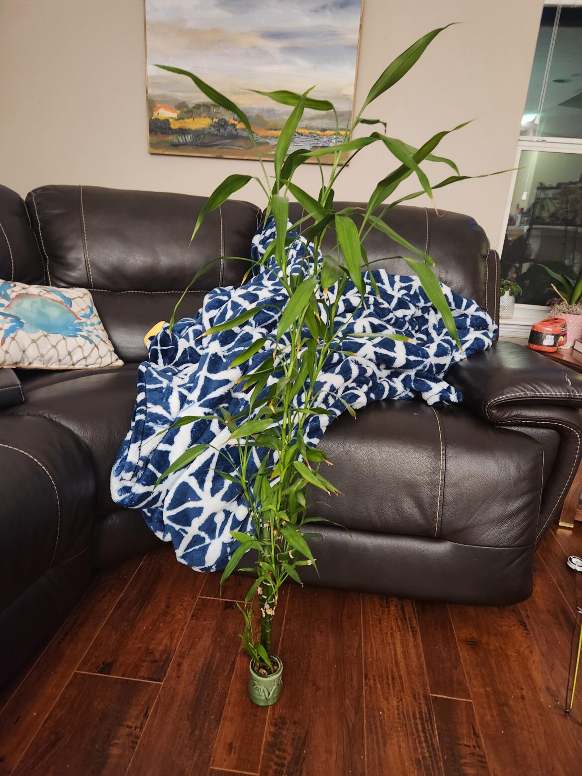 Smallest pot for biggest bamboo. Grew before I realized, repotting soon. Just thought it was funny