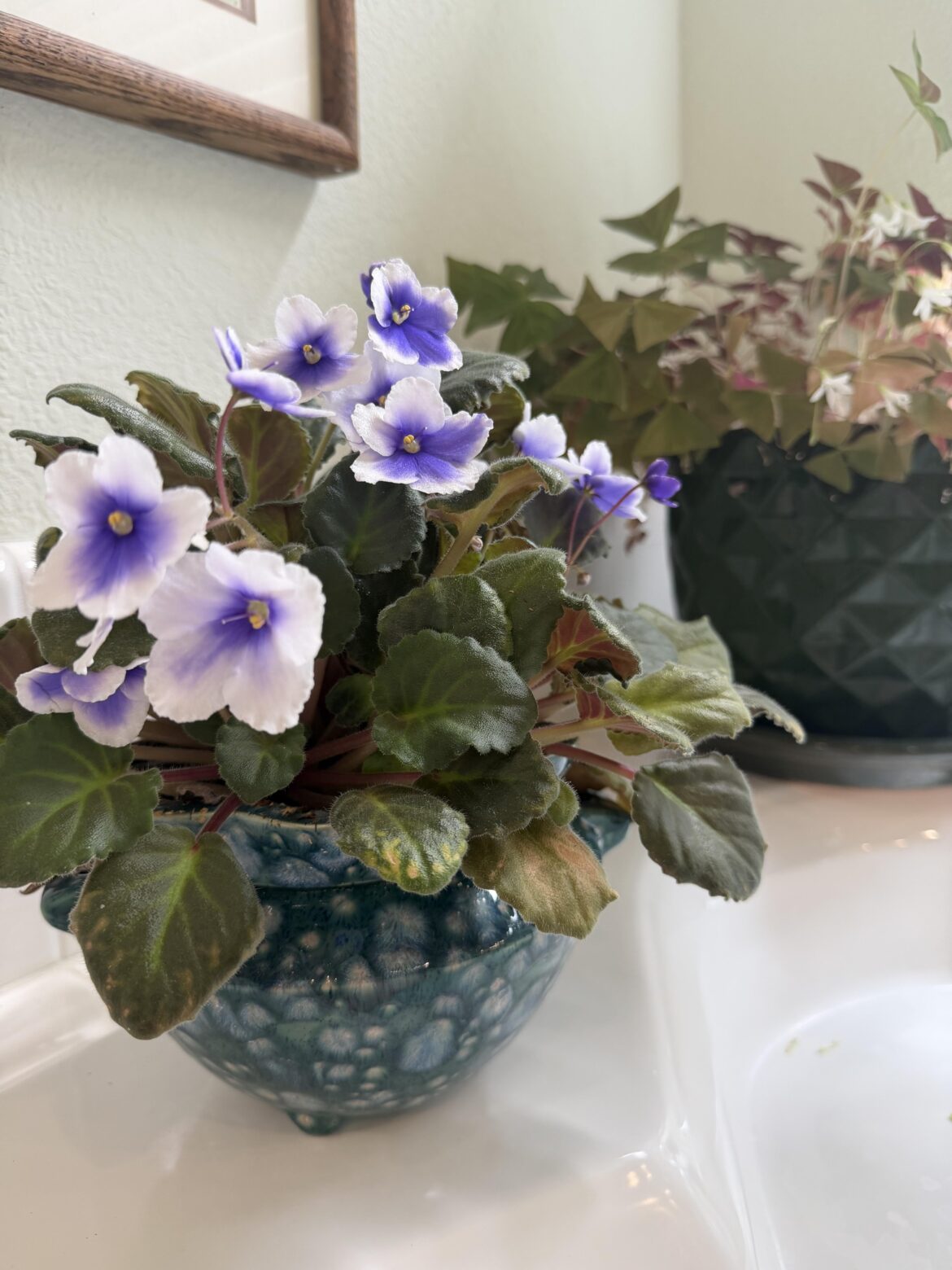 After 7 years it actually bloomed!