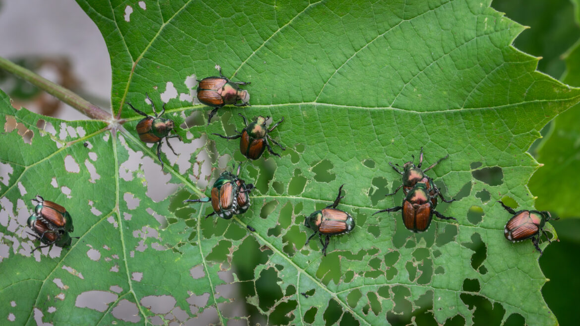 This Gorgeous Flower Is Inviting Japanese Beetles Right To Your Garden This Gorgeous Flower Is Inviting Japanese Beetles Right To Your Garden
