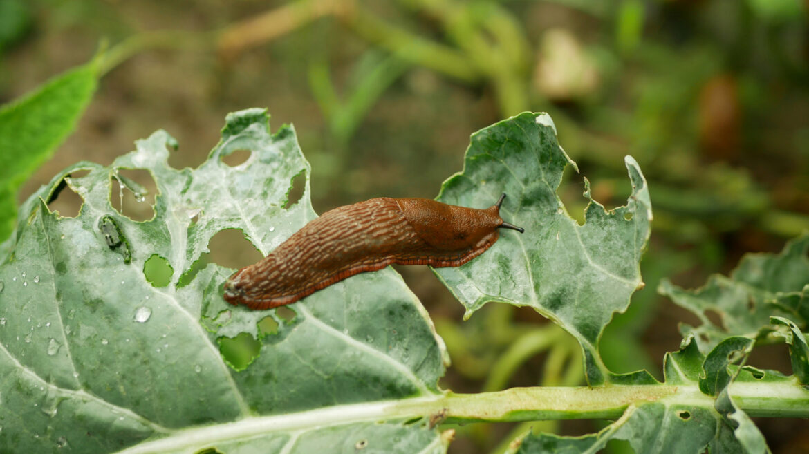 Banish Garden Slugs With A Cheap And Easy Beer Trap Banish Garden Slugs With A Cheap And Easy Beer Trap
