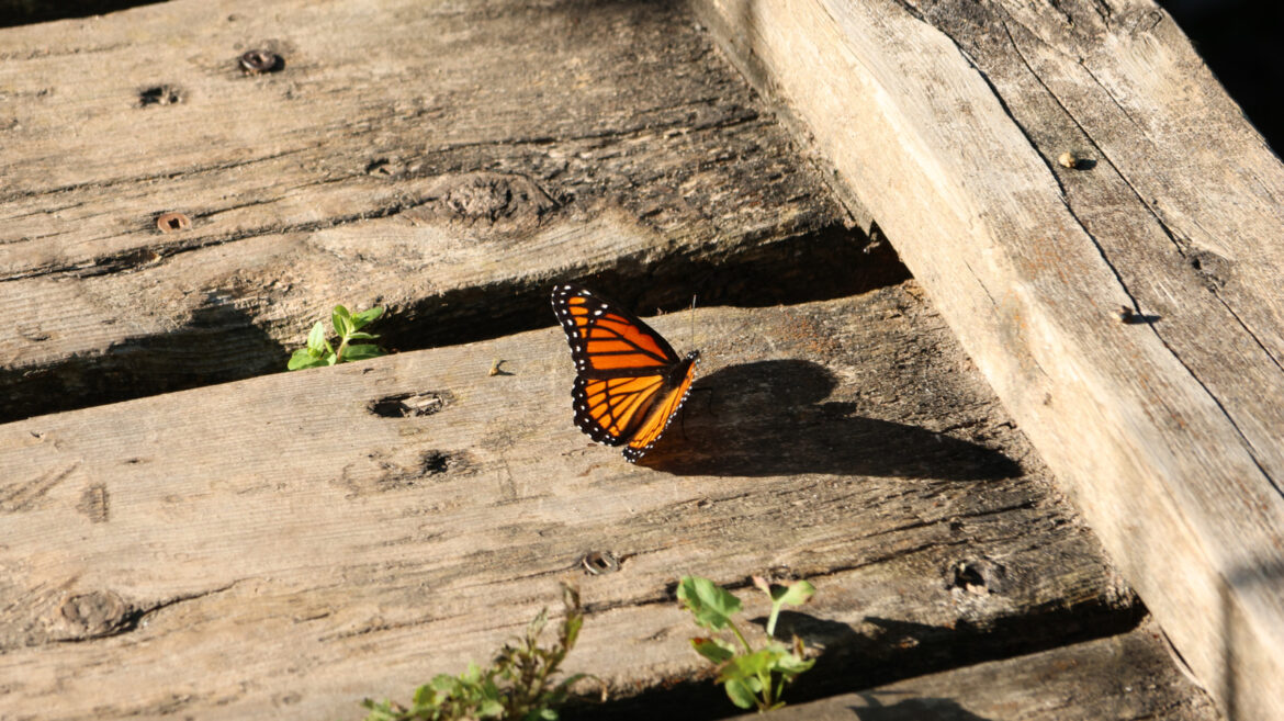 Bring Pollinators To Your Garden With A Self-Seeding Flower