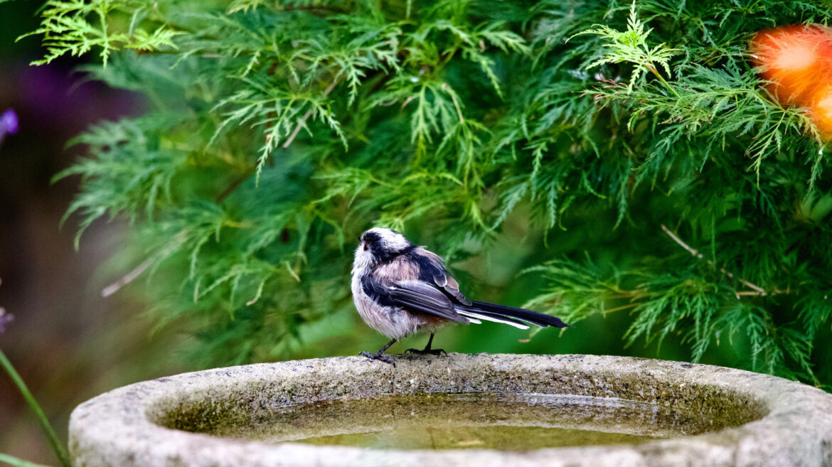 Walmart's Best Selling Bird Bath Is Under $30