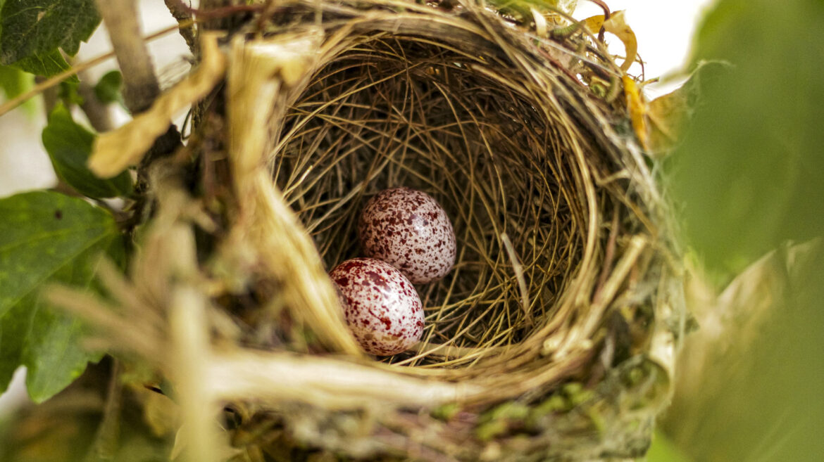 If You Find A Bird Egg In Your Vegetable Garden, Here's What You Need To Do Next