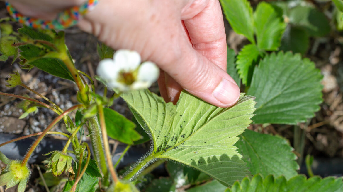 Keep Aphids Out Of Your Garden With A Companion Plant They Can't Stand
