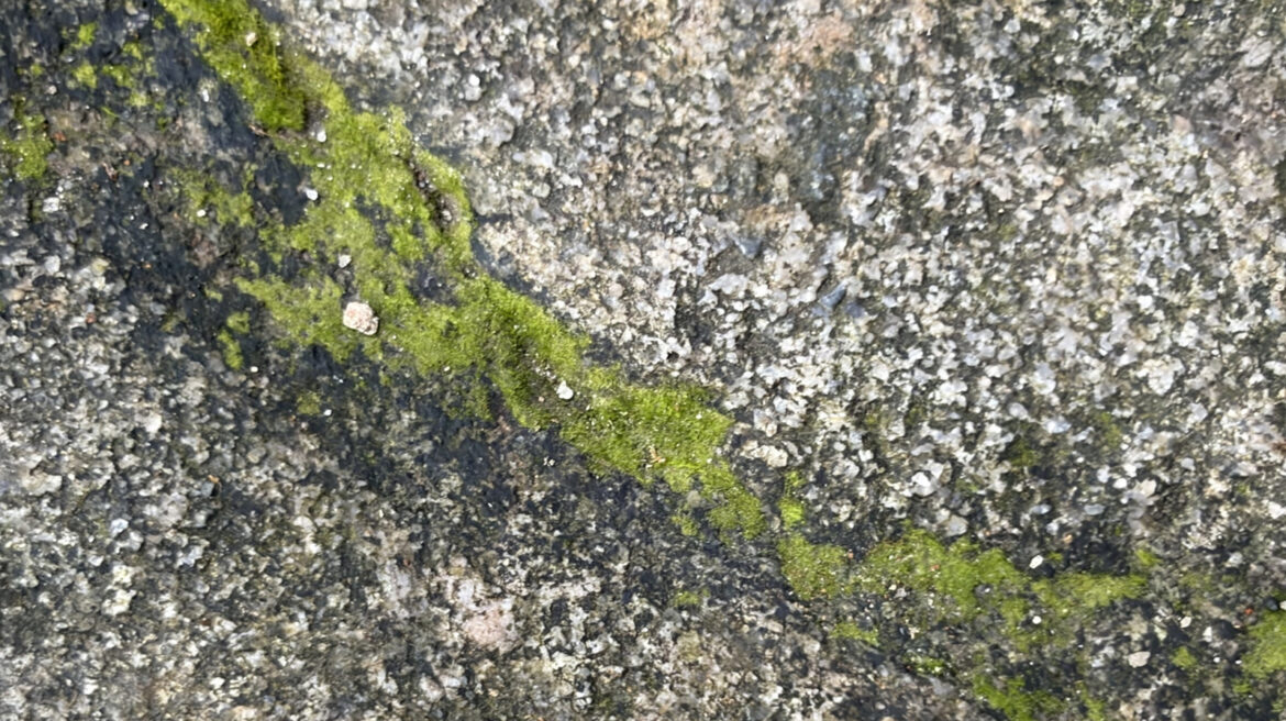 Remove Moss Between Driveway Cracks With A Handy Amazon Tool Remove Moss Between Driveway Cracks With A Handy Amazon Tool