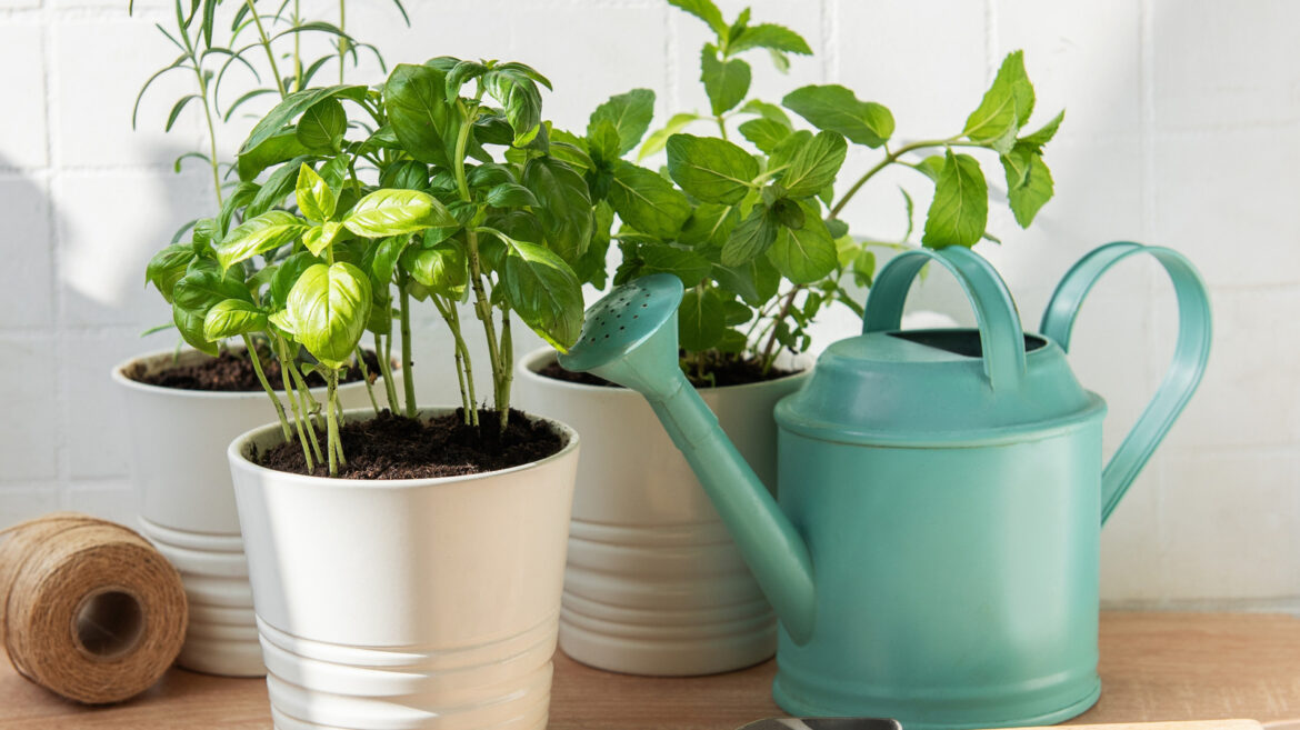 Create The Cutest Herb Garden With This Charming Aldi Find Create The Cutest Herb Garden With This Charming Aldi Find