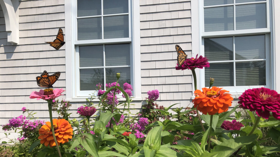 Bring Pollinators To Your Garden By Eliminating One Thing Bring Pollinators To Your Garden By Eliminating One Thing