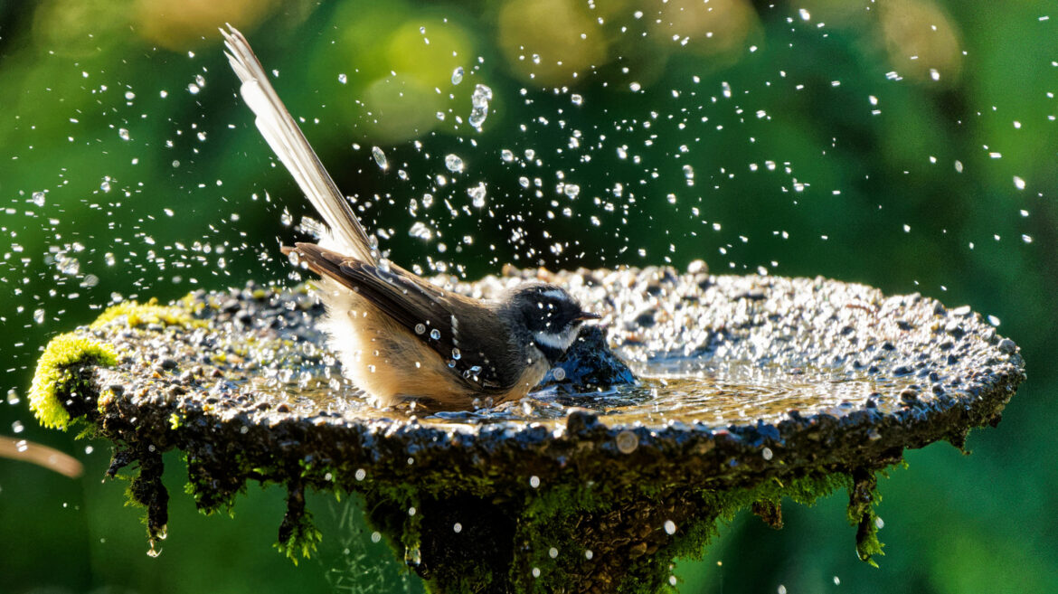 Goodbye Traditional Bird Baths – There’s An Amazon Find That’ll Fit On Your Patio Goodbye Traditional Bird Baths - There's An Amazon Find That'll Fit On Your Patio
