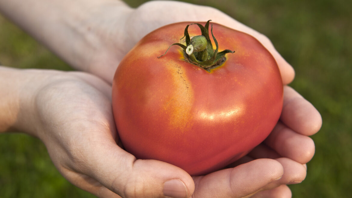 The Sturdy Tomato Variety Gardeners Turn To Year After Year The Sturdy Tomato Variety Gardeners Turn To Year After Year