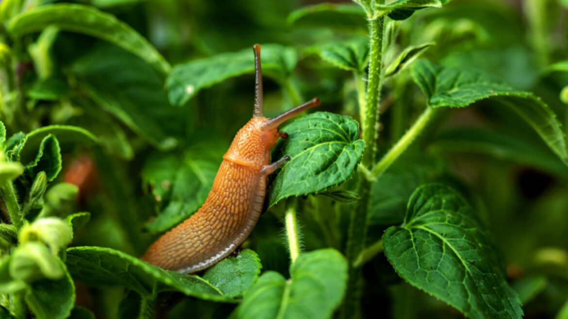 13 Best Natural Pesticides For Your Garden 13 Best Natural Pesticides For Your Garden