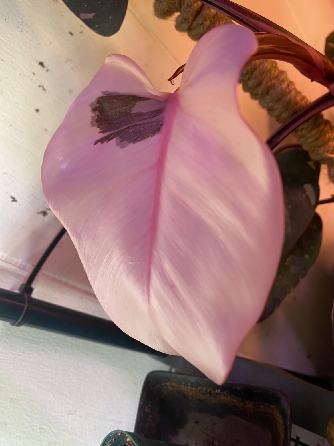 New Leaf Love from my Red Anderson