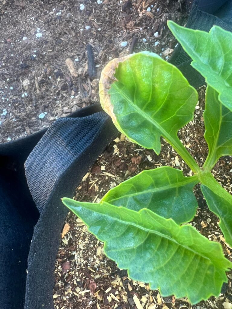 Dahlia sprout leaves crisping around the edges. Suggestions on treatment/prevention? Dahlia sprout leaves crisping around the edges. Suggestions on treatment/prevention?