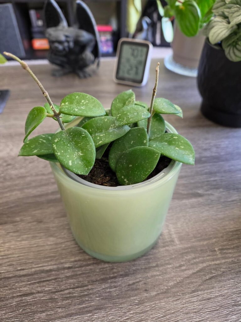 Matilda Splash! HD for $5.59! My first Hoya!