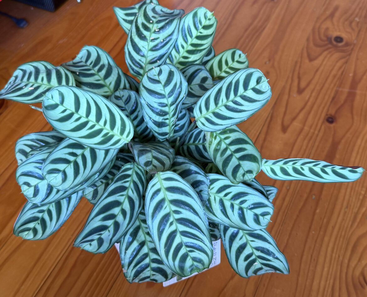 my VERY happy ctenanthe :)
