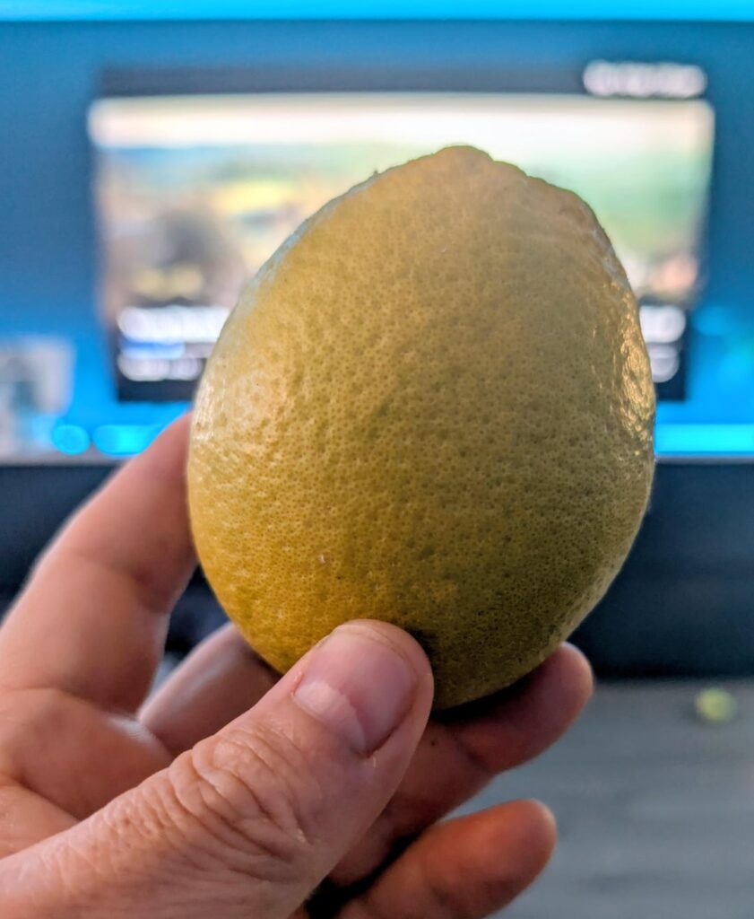 I grew an orange in Cornwall.