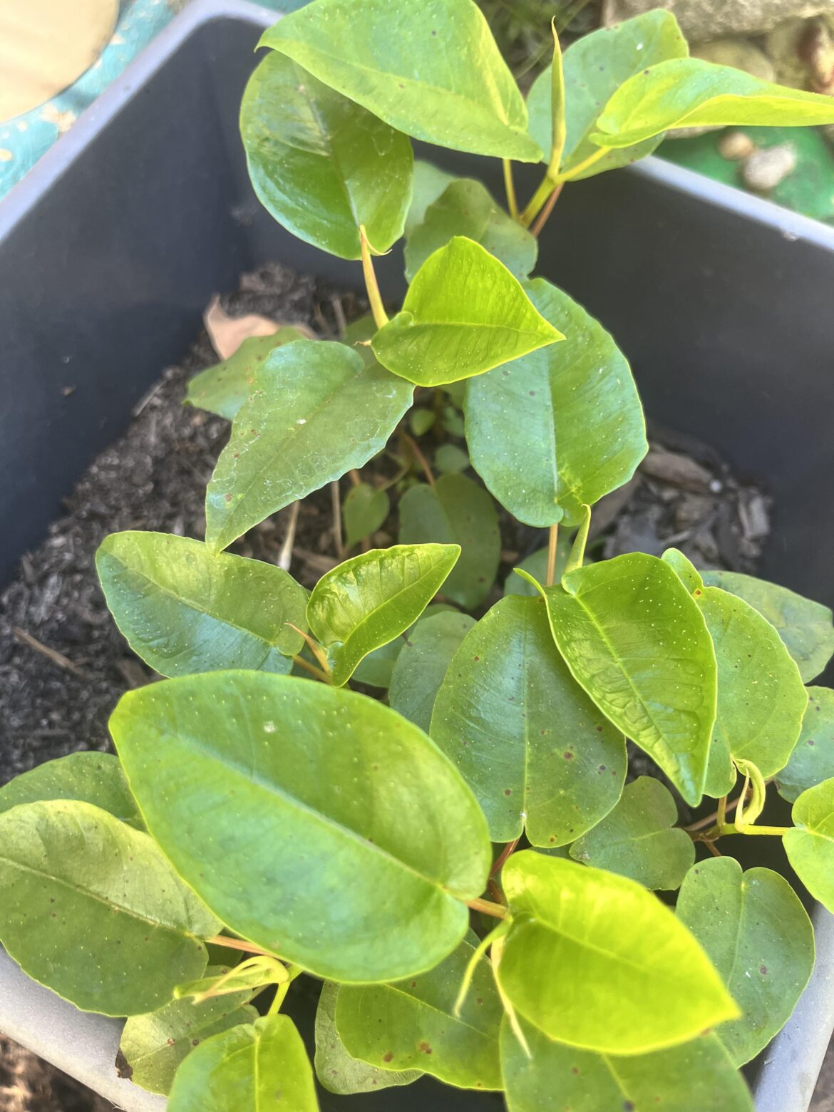 Identify please