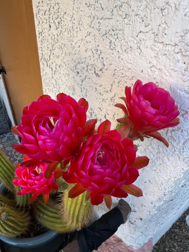 Blooms!