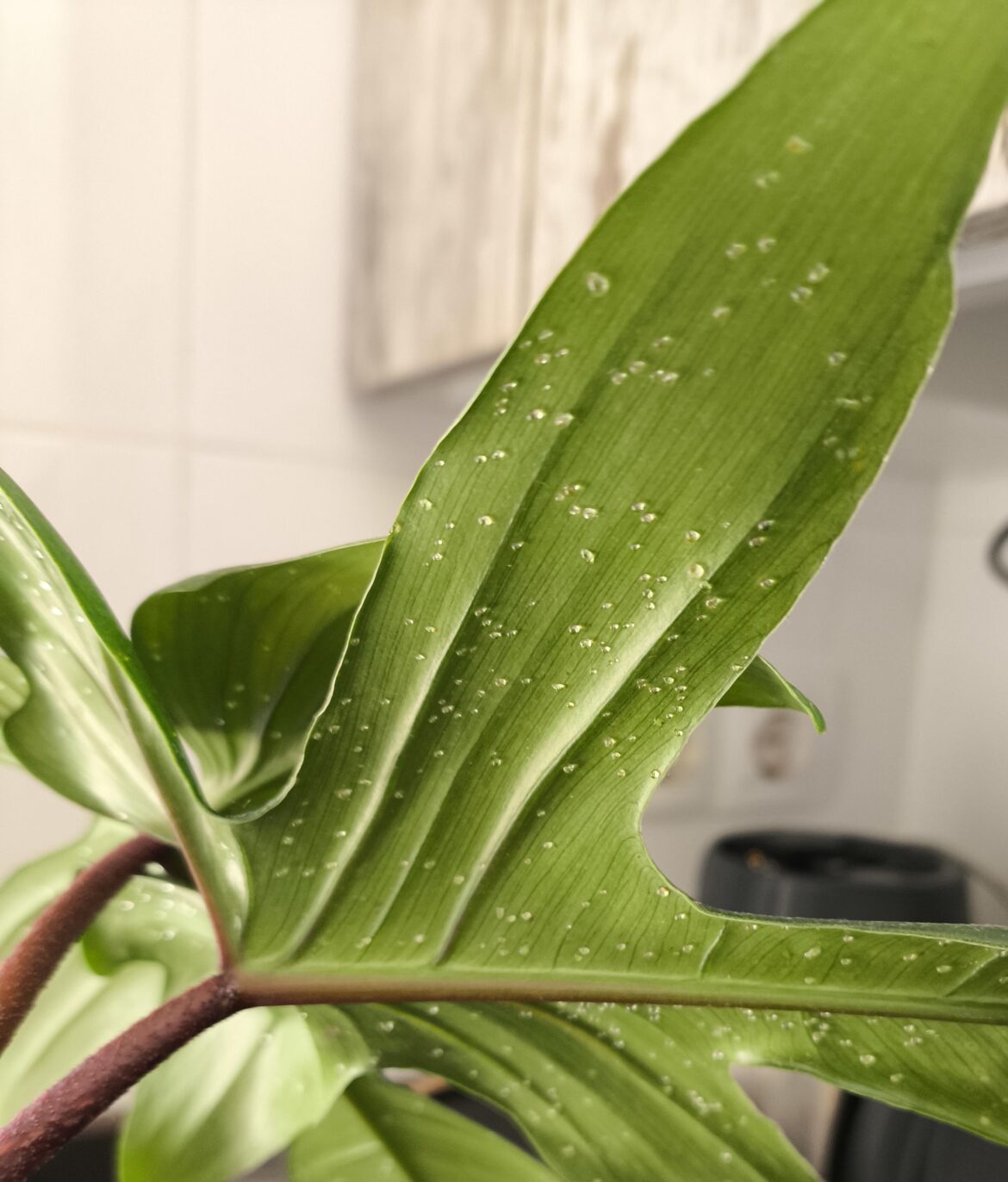 Gotas pegajosas