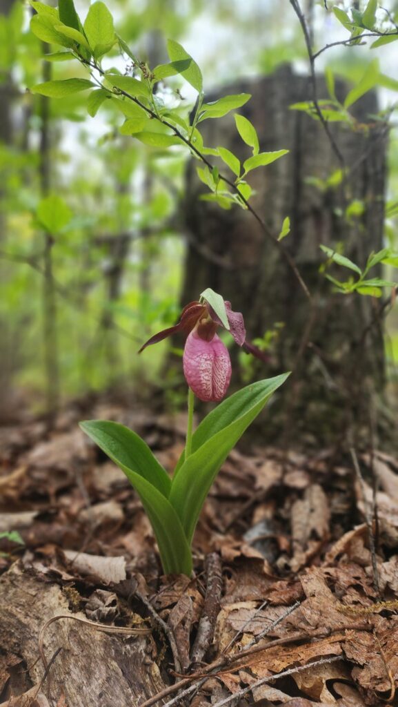 Awesome wild orchids