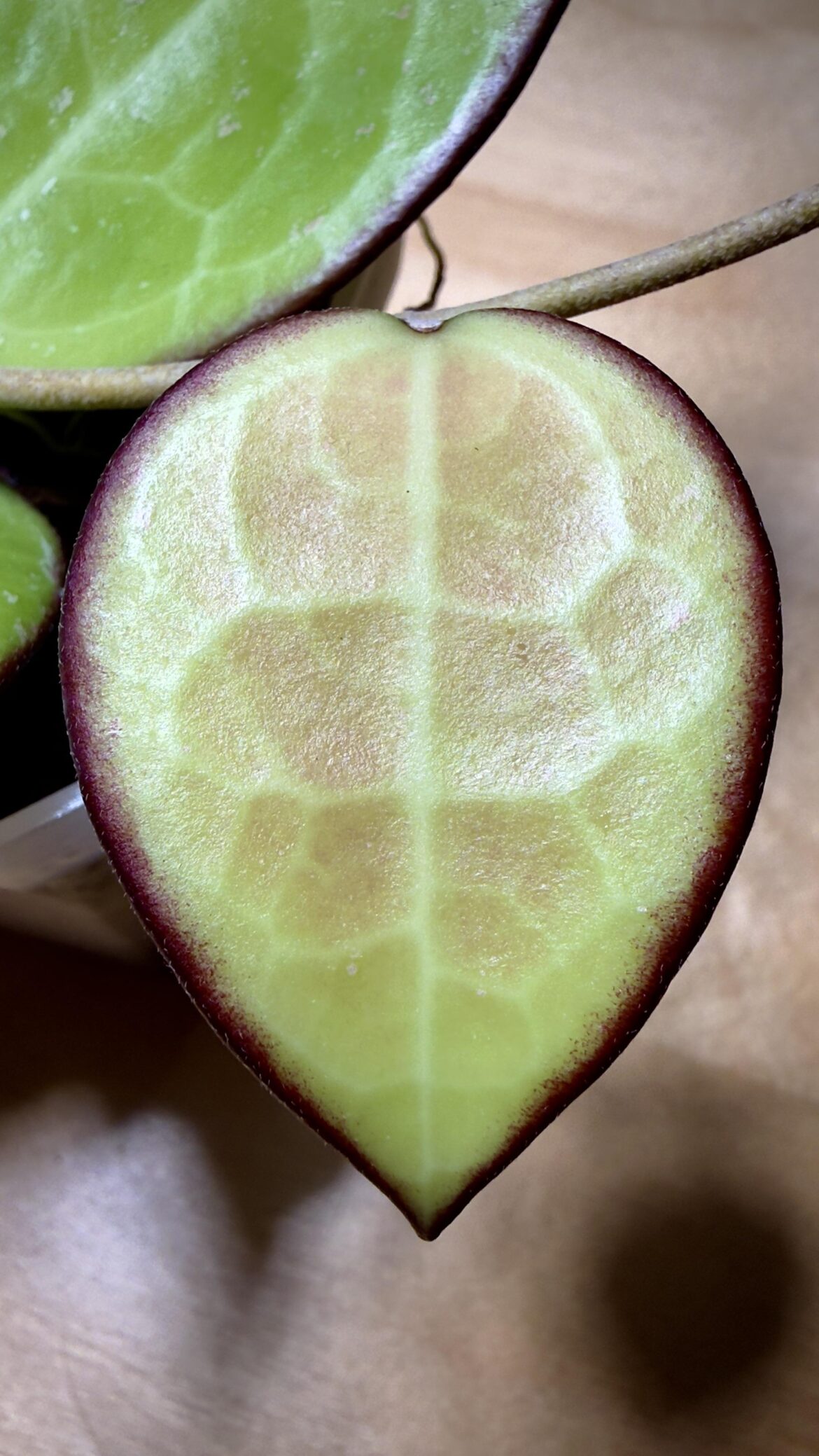 Hoya verticillata 'Black Margin'