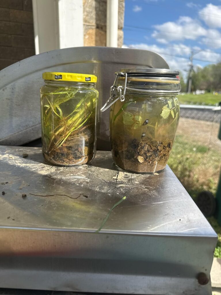 First time freshwater stream Jarrarium x2!