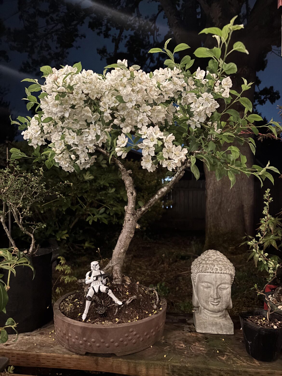 Crabapple blooms