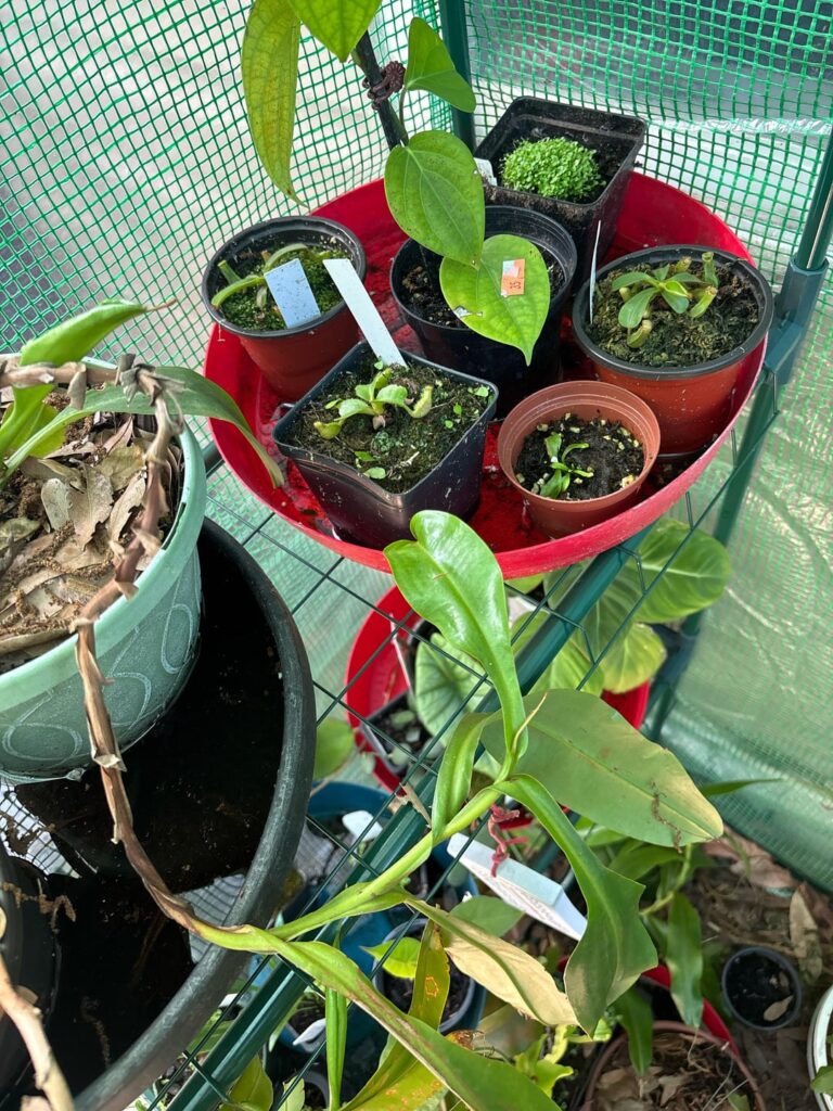Anyone in here growing carnivorous plants with success?