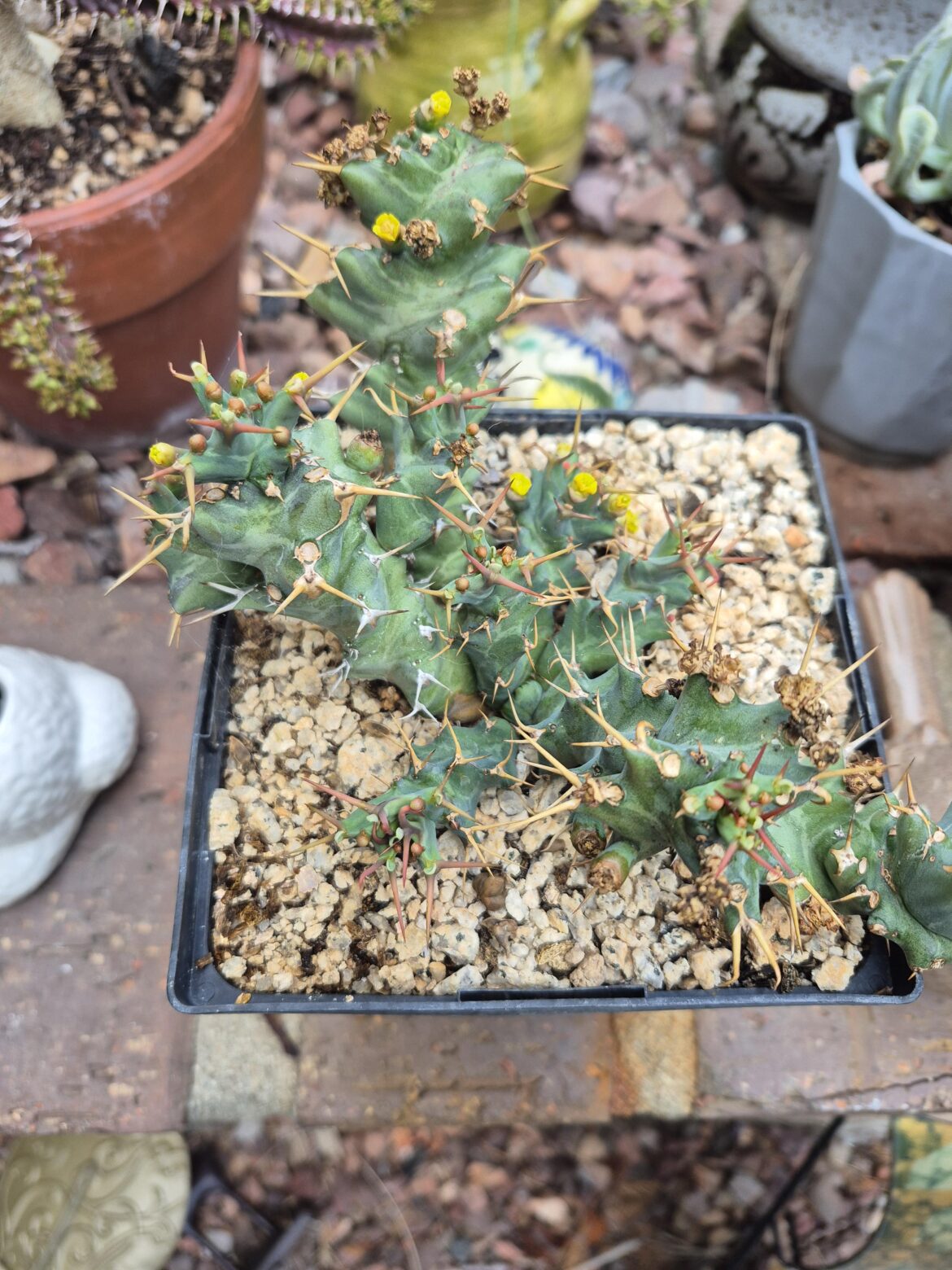 Help identify this plant